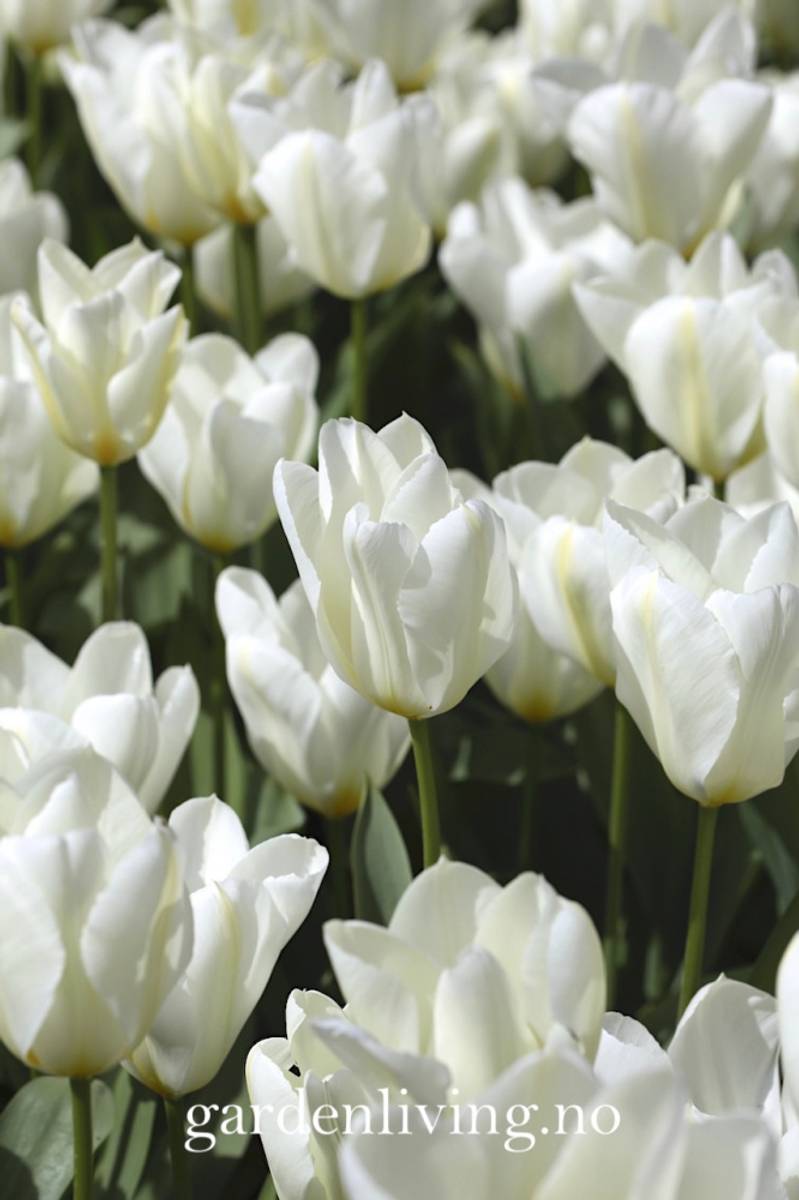 Tulipan 'Purissima', triumphtulipan - 10 stk