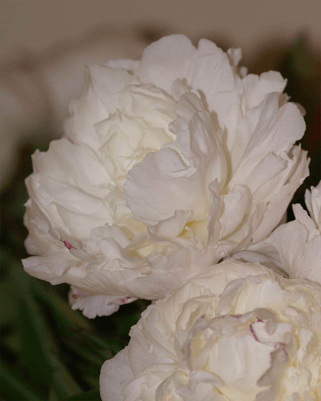 Silkepion 'Shirley Temple' - Paeonia lactiflora