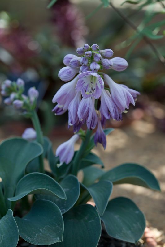 Hosta 'Blue Mouse Ears
