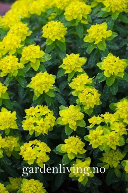 Hovedbilde Vårvortemelk - Euphorbia polycroma