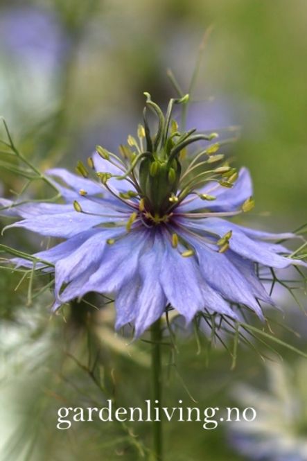 Hovedbilde Damaskussvartfrø 'Moody Blues' - Nigella damascena