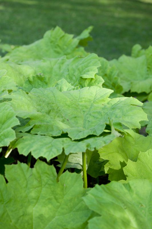 Skjoldbronseblad - Astilboides tabularis