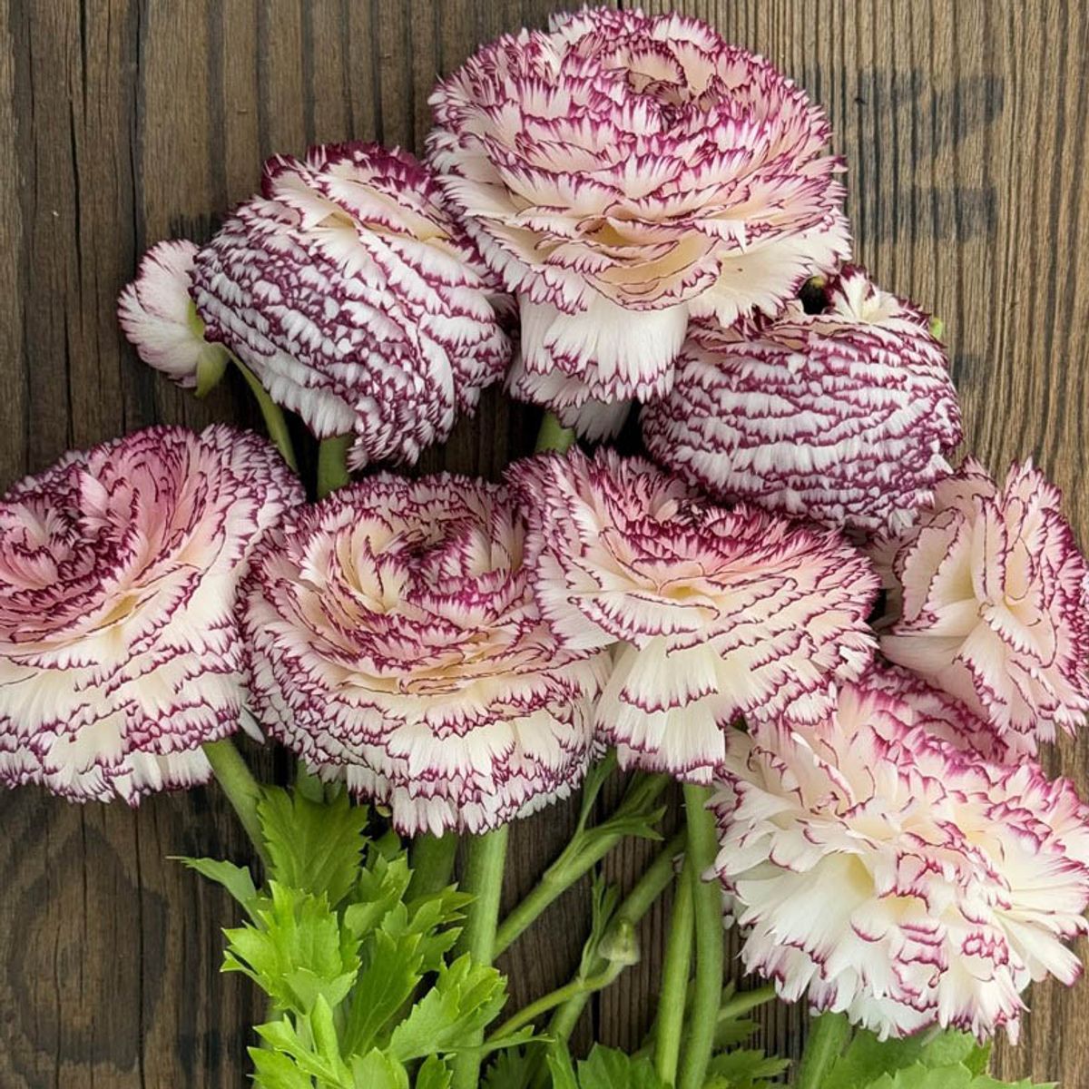 Ranunkel 'Elegance® Bianco Striato' - Ranunculus, 7 stk.