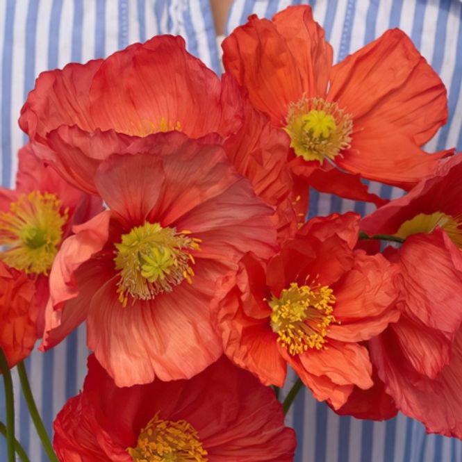 Hovedbilde Sibirvalmue 'Champagne Bubbles Pink' - Papaver nudicaule 