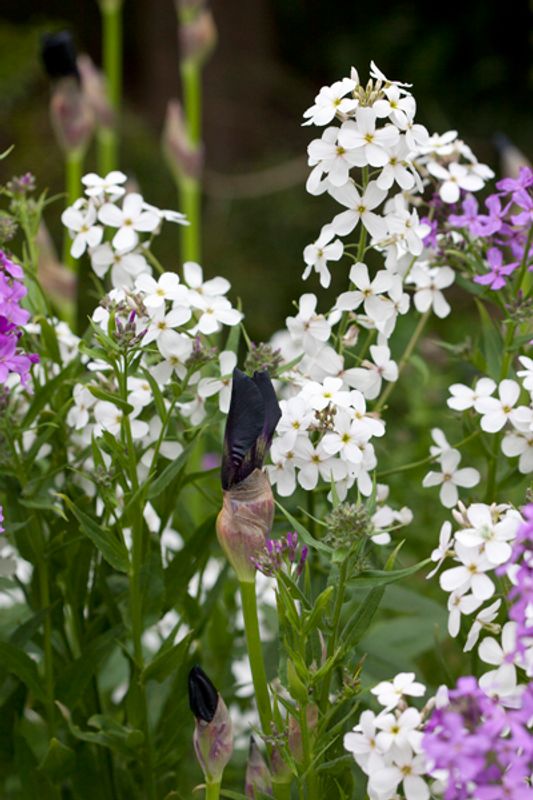 Dagfiol 'Alba' - Hesperis matronalis