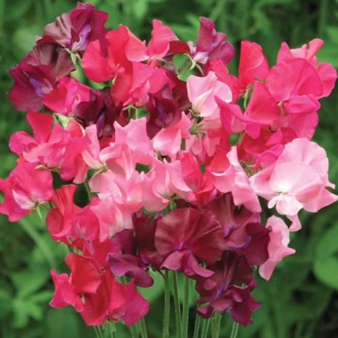 Hovedbilde Blomsterert 'Berry Kiss' - Lathyrus odoratus