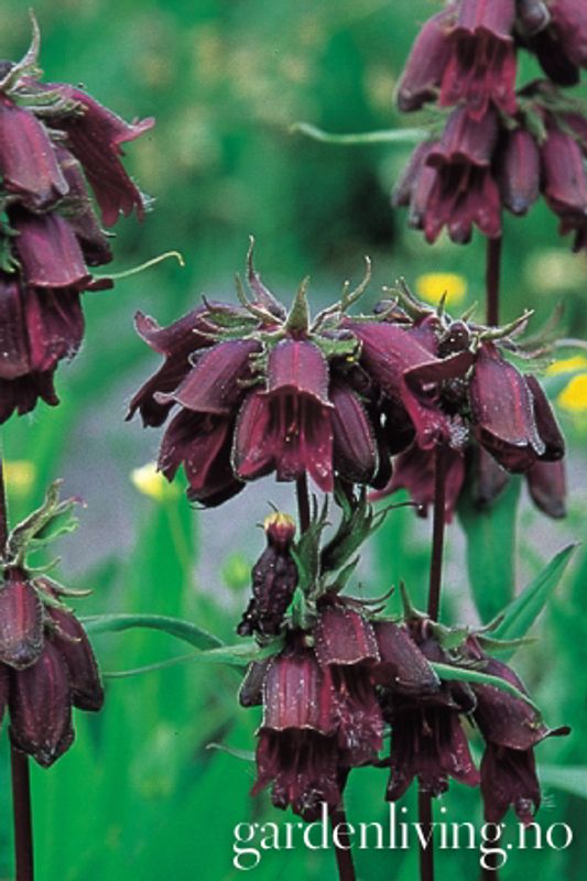 Rørblomst 'Chocolate Drop' - Penstemon whipleanus