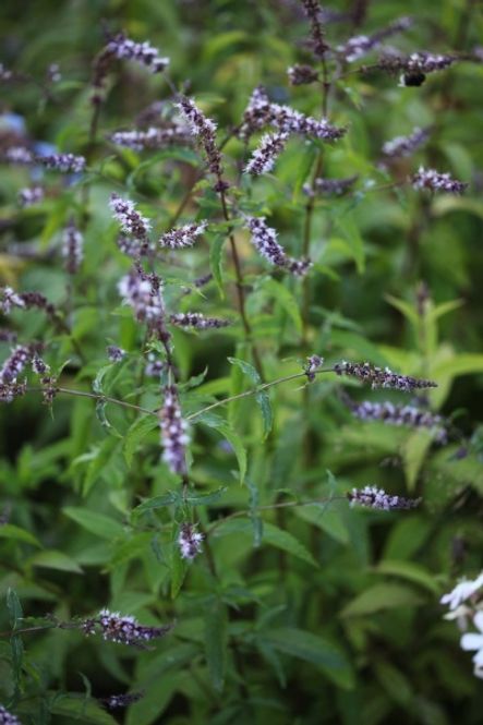 Hovedbilde Grønnmynte - Mentha spicata