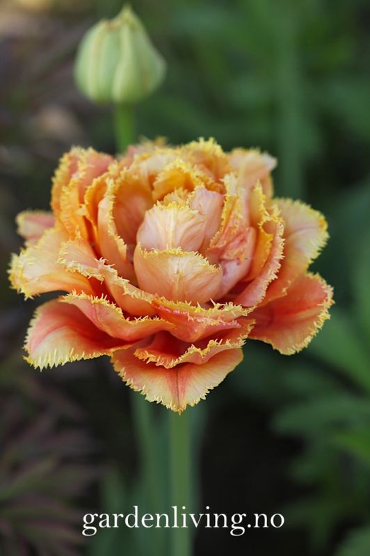 Tulipan 'Brisbane', Frynsetulipan - 8 stk