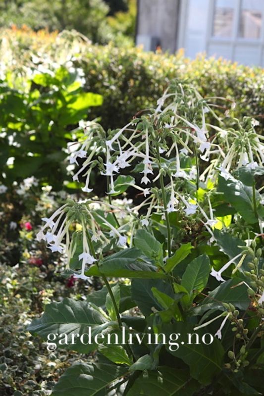 Skogtobakk - Nicotiana sylvestris