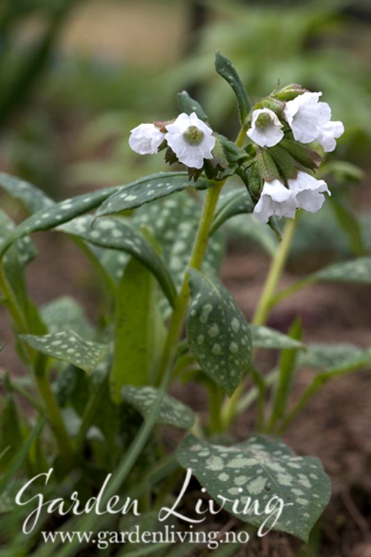 Lungeurt 'Sissinghurst White' - Pulmonaria
