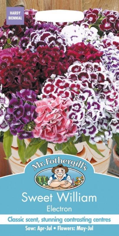 Busknellik 'Electron' - Dianthus barbatus