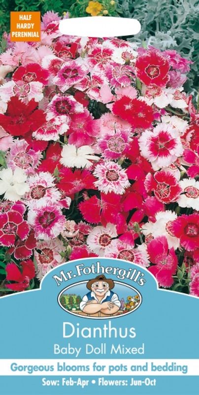 Kinanellik 'Baby Doll Mixed' - Dianthus chinensis