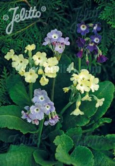 Hovedbilde Tibetprimula - Primula alpicola