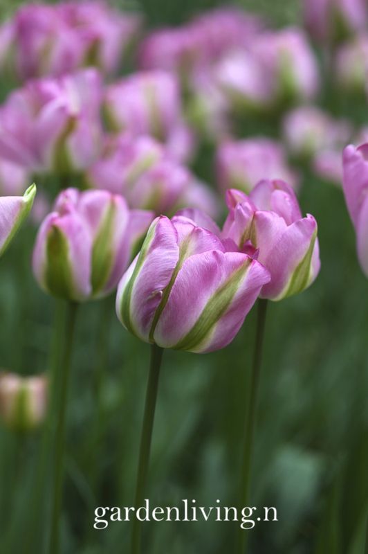Tulipan 'Groenland', viridifloragruppen - 8 stk