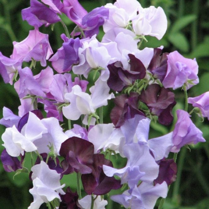 Hovedbilde Blomsterert 'Wilderness' - Lathyrus odoratus