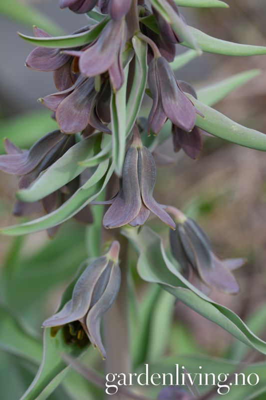 Fritillaria sewerzowii - 1 stk 
