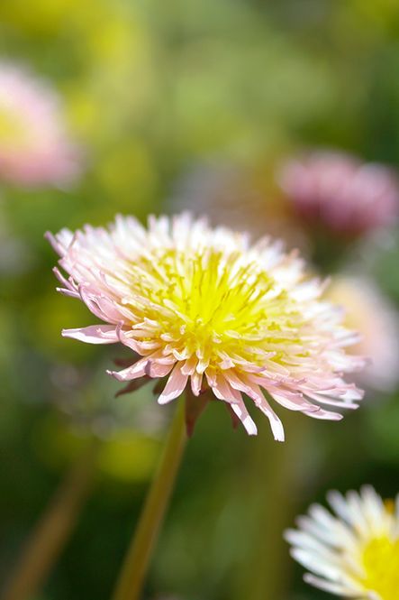 Hovedbilde Rosa løvetann - Taraxacum pseudoroseum