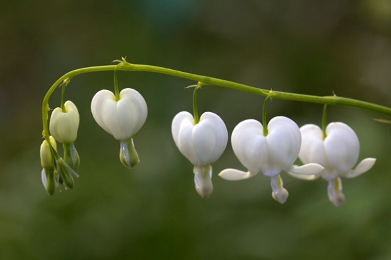 Løytnantshjerte 'Alba' - Lamprocapnos spectabilis
