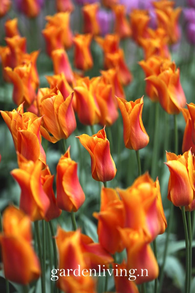 Tulipan 'Ballerina', liljeblomstrende - 7 stk