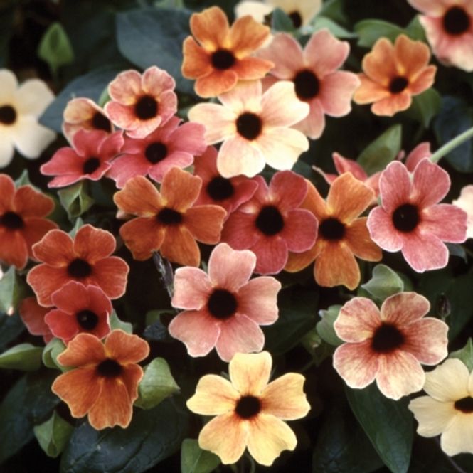 Hovedbilde Vingethunbergia 'African Sunset' - Thunbergia alata
