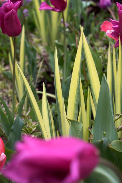 Hovedbilde Sverdiris 'Variegata' - Iris pseudacorus