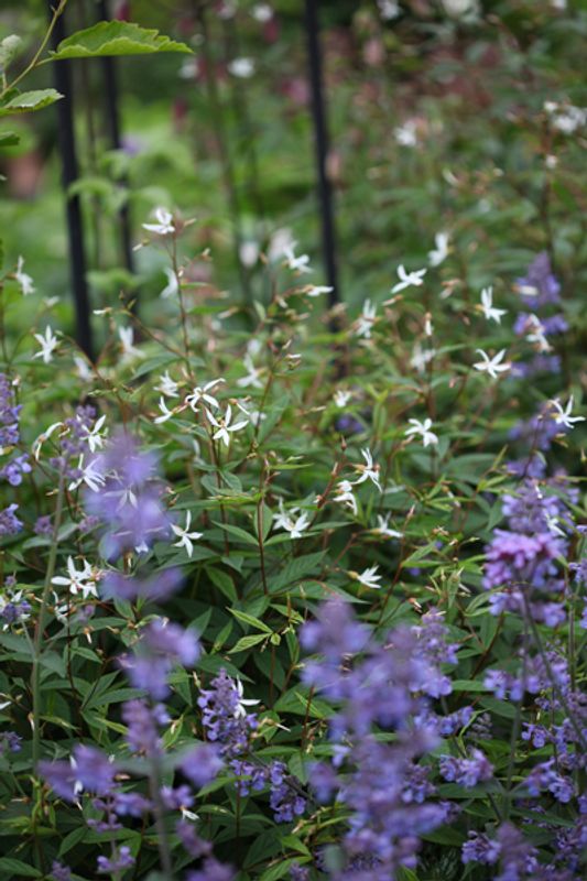 Trebladgillenia - Gillenia trifoliata