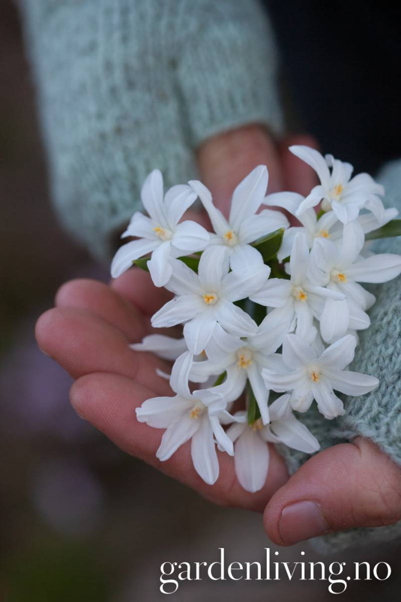 Minnesnøstjerne 'Alba' - Chionodoxa luciliae - 20 stk