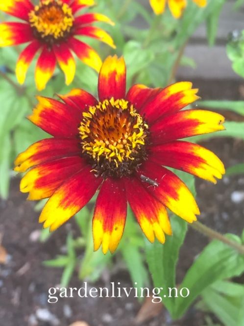 Hovedbilde Busksinnia 'Old Mexico' - Zinnia haageana 
