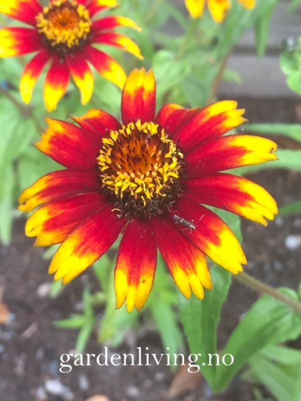 Busksinnia 'Old Mexico' - Zinnia haageana 