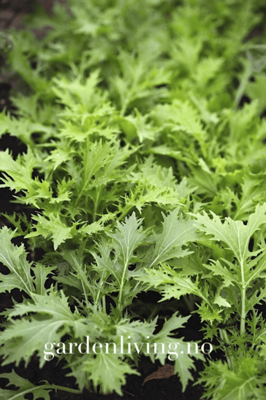 Mizuna - Brassica rapa var. nipposinica