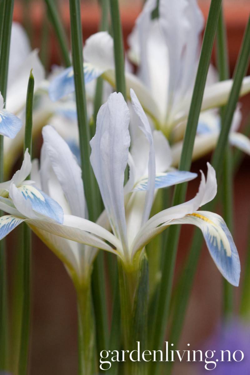Våriris 'Frozen Planet' - Iris reticulata - 15 stk