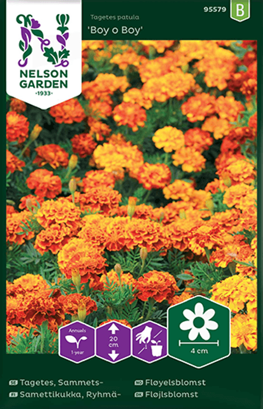 Fløyelsblomst 'Boy o Boy' - Tagetes patula