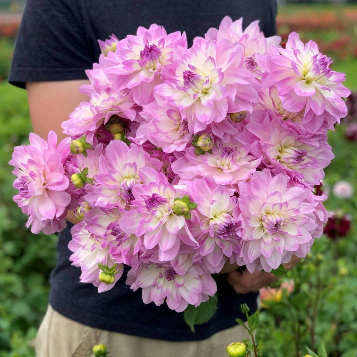 Georgine 'Mikayla Miranda’ - Dahlia x cultorum, 1 stk.
