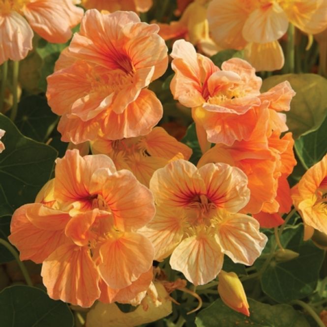 Hovedbilde Blomkarse 'Caribbean Crush' - Tropaeolum majus
