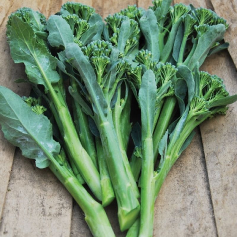 Brokali 'Delistem Green' F1 - Brassica oleracea