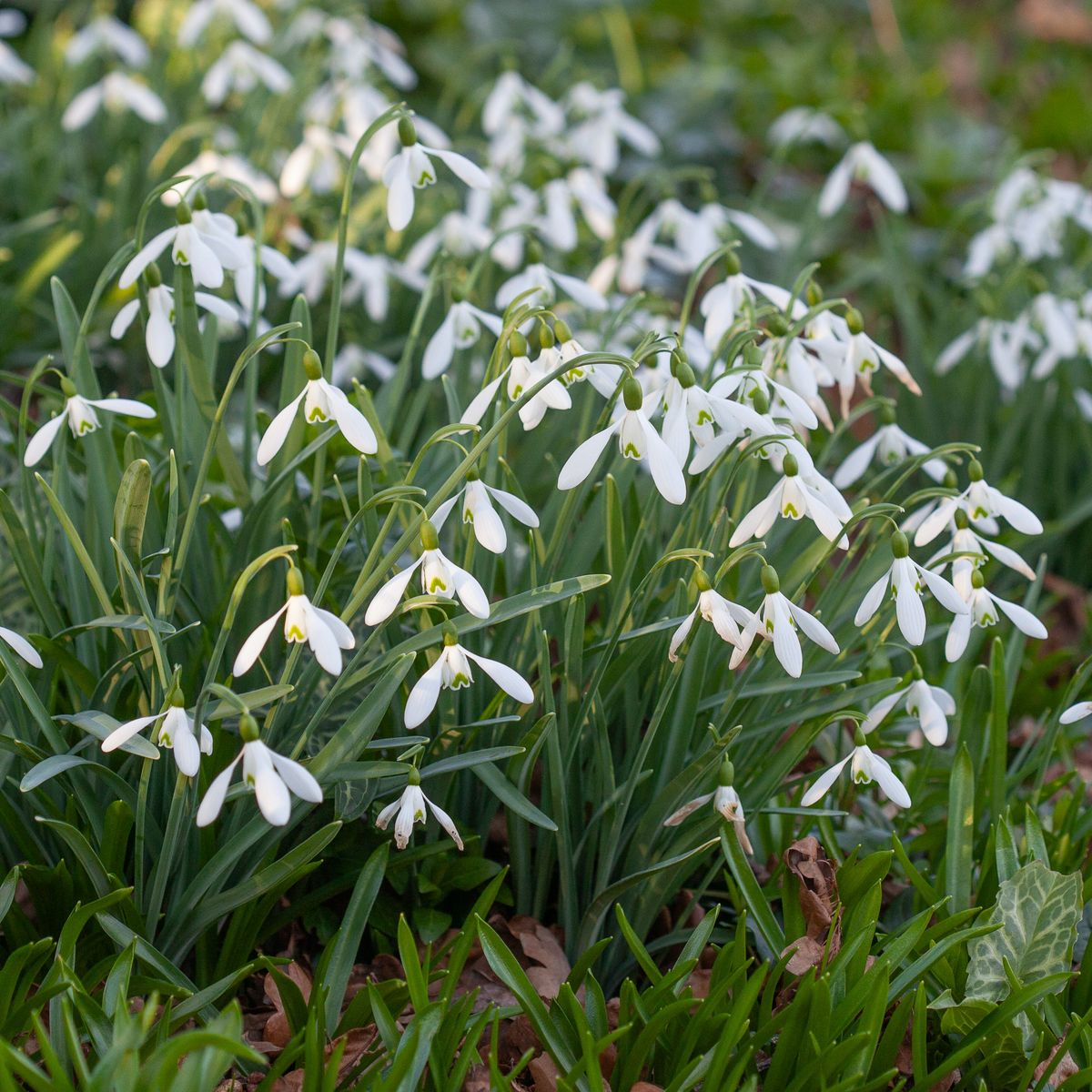 Snøklokke 'Atkinsii'  - Galanthus - 1 stk
