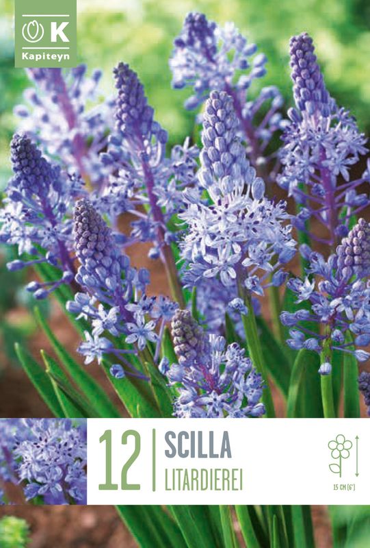 Pinseblåstjerne - Scilla litardierei - 12 stk