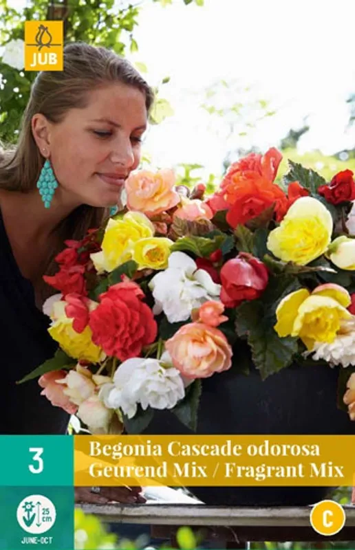 Begonia, henge 'Cascade Odorosa Fragrant Mix', 3 stk.