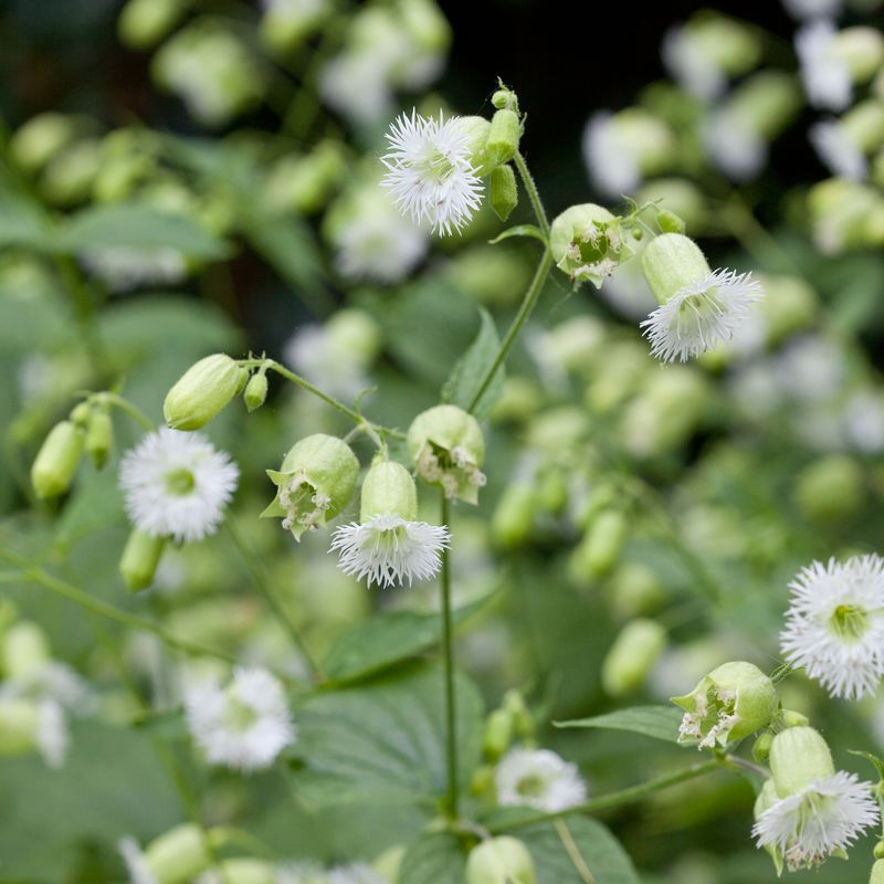 Silene fimbriata