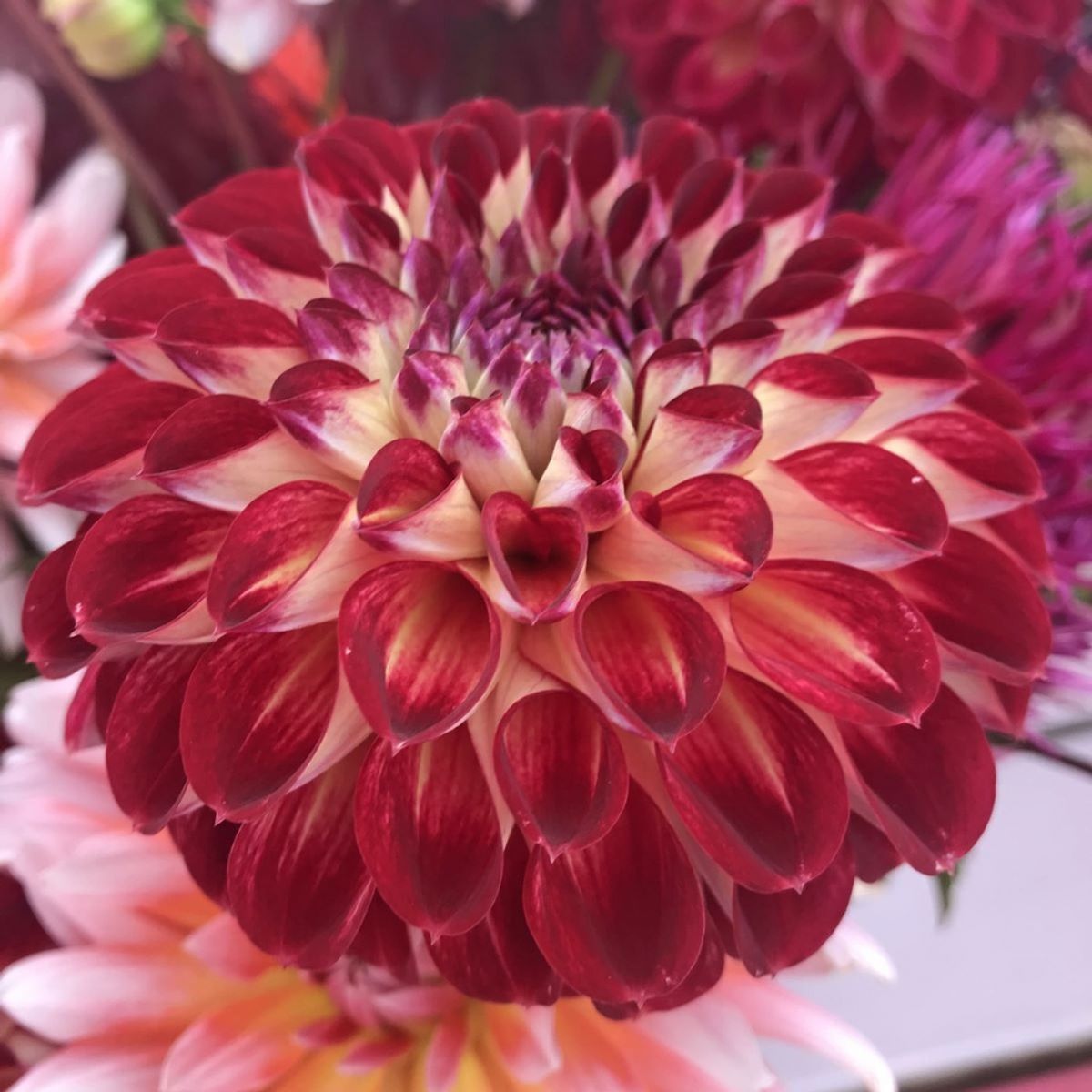 Georgine 'Jowey Joshua - Dahlia x cultorum, 1 stk.