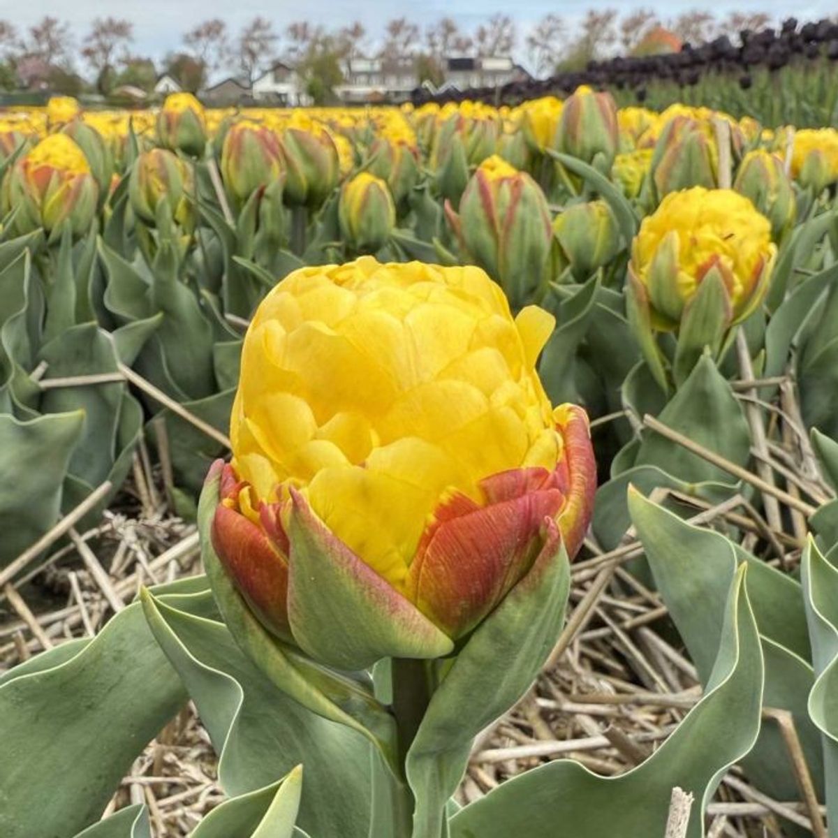 Tulipan 'Ice Cream Banana', sen dobbel - 10 stk