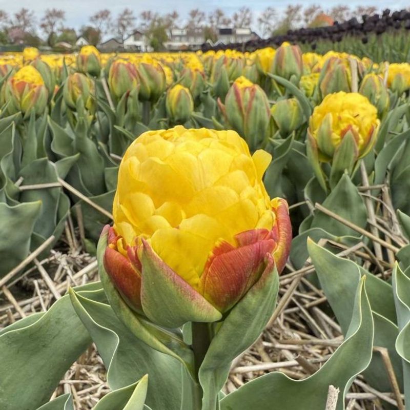 Tulipan 'Ice Cream Banana', sen dobbel - 10 stk