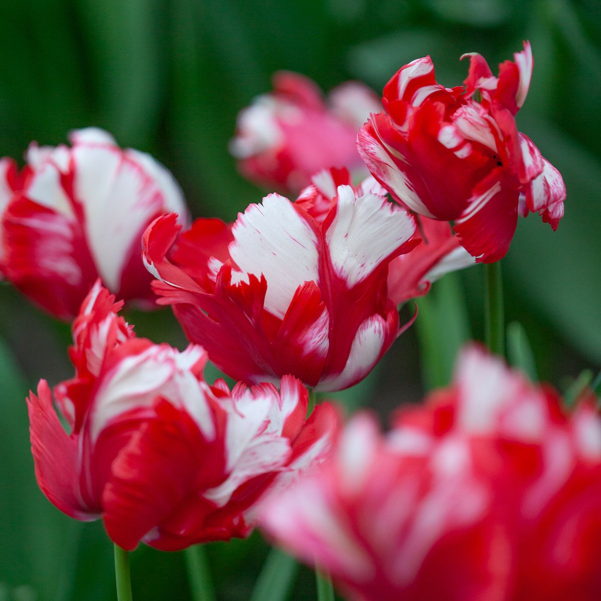 Tulipan 'Estella Rijnveld’, papegøyeblomstrende - 8 stk