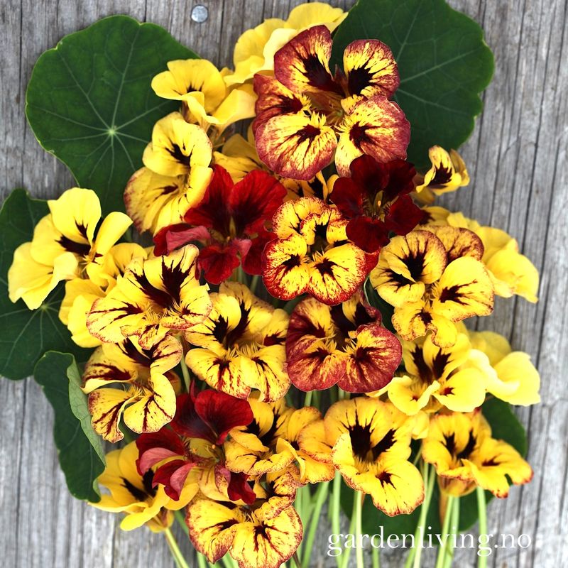 Blomkarse 'Bloody Mary' - Tropaeolum majus