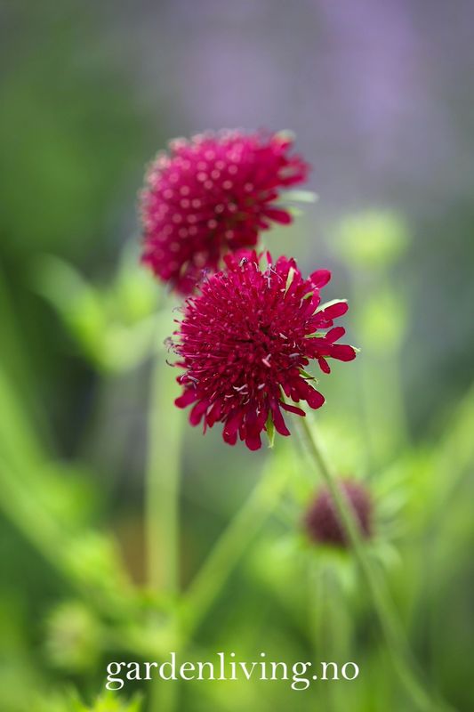 Makedoniarødknapp 'Red Knight' - Knautia macedonica 