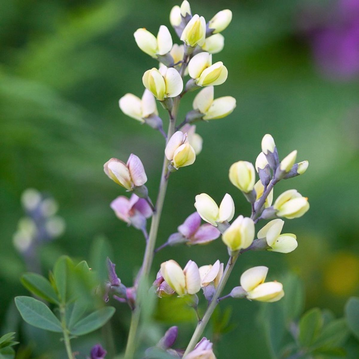 Fargeskolm Decadence® Deluxe 'Pink Lemonade' - Baptisia XL
