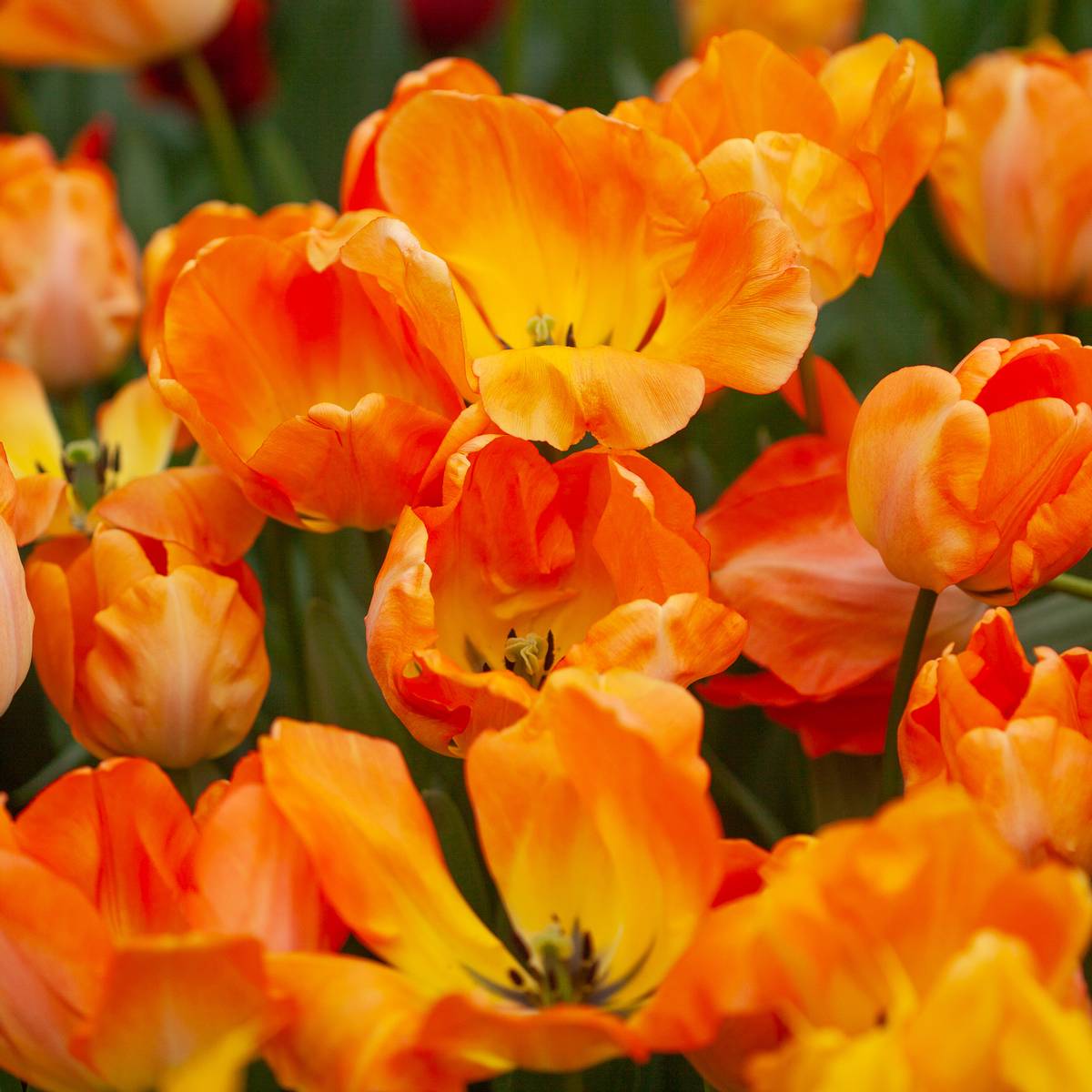 Tulipan 'Daydream', darwinhybrid - 10 stk