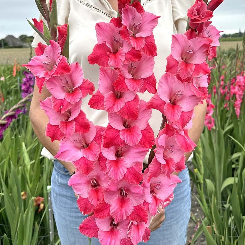 Gladiol 'Titanic' - Gladiolus, 10 stk.