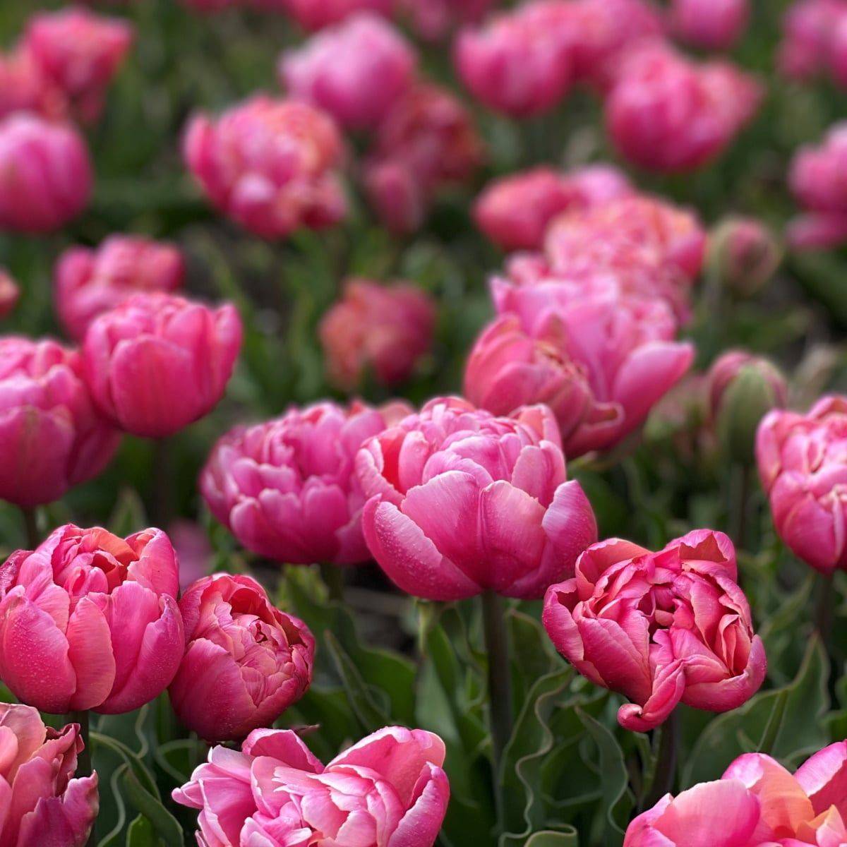 Tulipan 'Pink Star’, sen dobbel - 10 stk